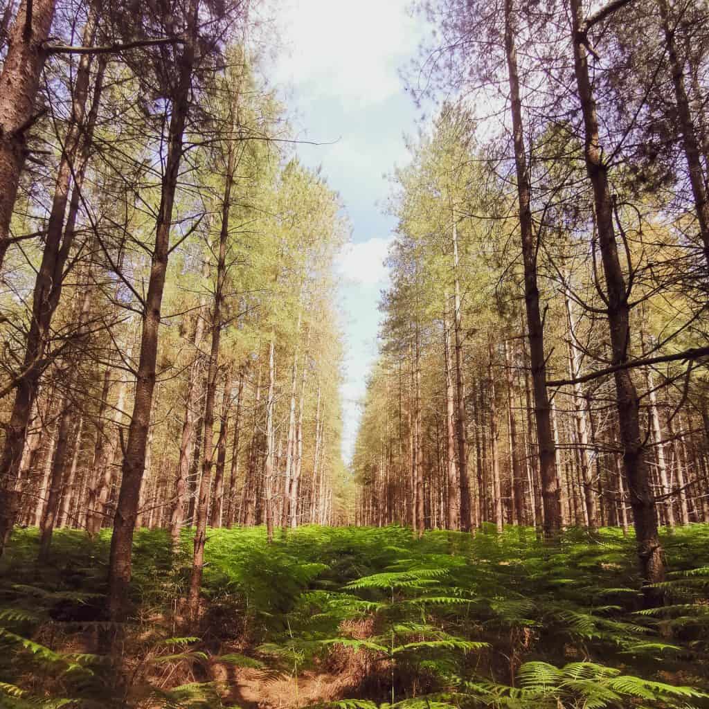 Sun-dappled trees in lines in Thetford Forest, UK hiking destination