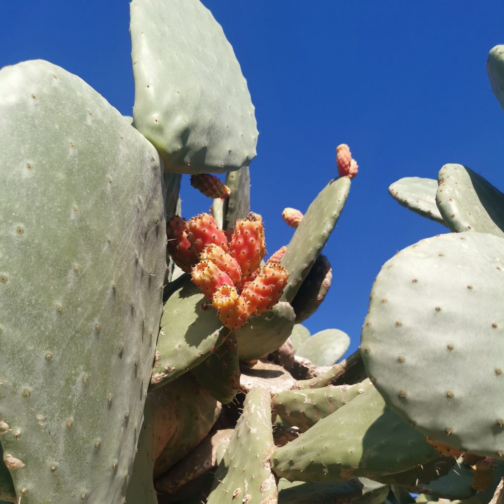 View from below of cactus plant close-up with multiple prickly pears found on hiking routes in Gozo