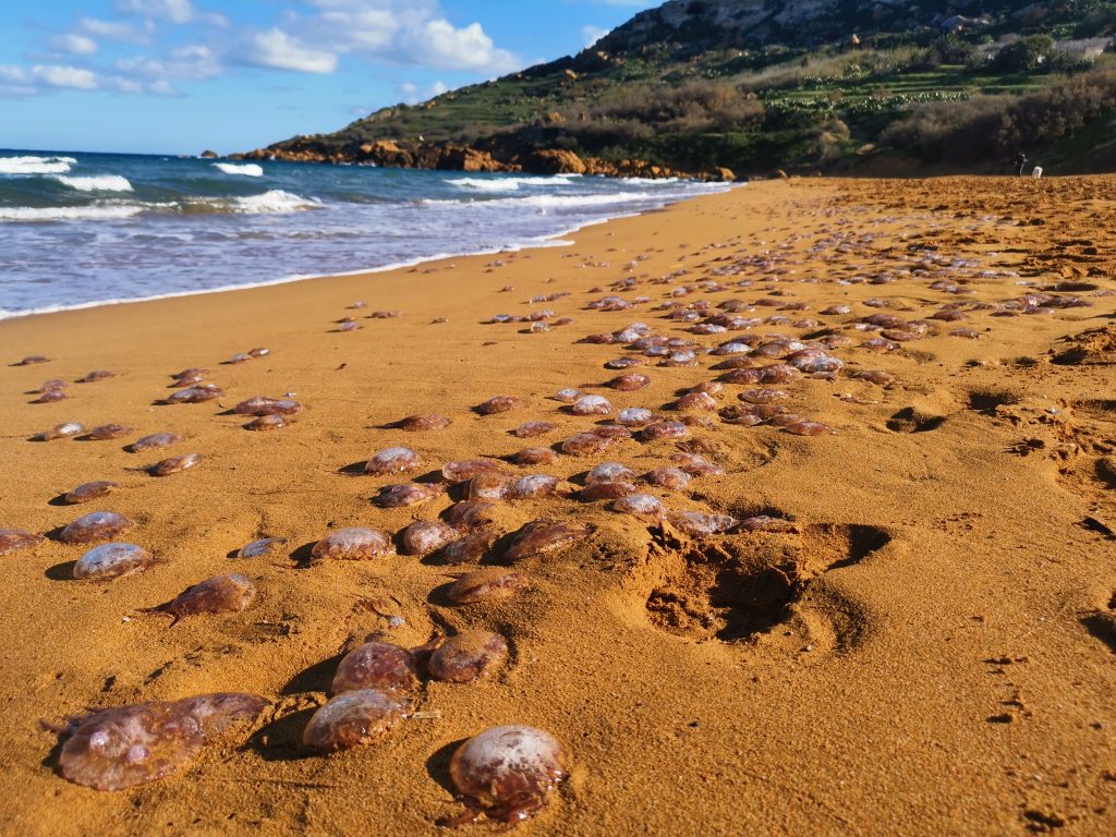 Close up of hundreds of purple jellyfish washed up on purple sand with ocean waves and green hills in background